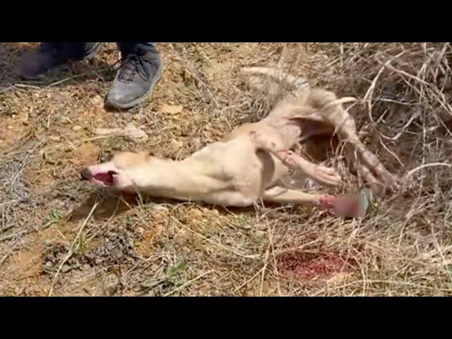 Stepping on an animal trap, the disabled dog cried helplessly with many injuries on his leg