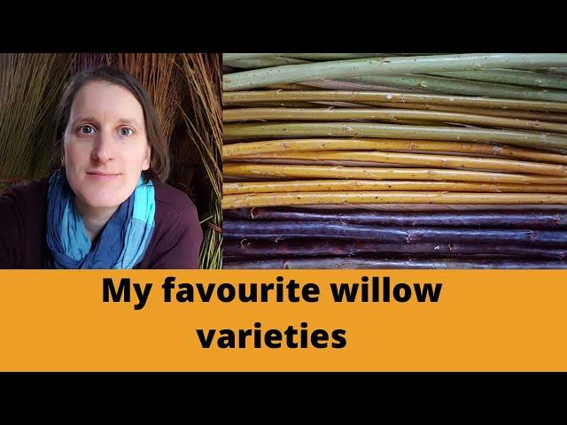 Growing willow for basket making: My favourite willow varieties