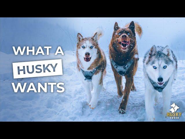 Huskies First Snow of The Season | 2022 Husky Squad