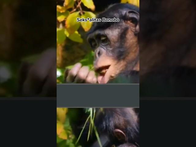 Bonobo Hewan yang Sering Kawin, Bisa H*mo & Inc*s ‼️#bonobo #simpanse #primata #kawin #hewanunik