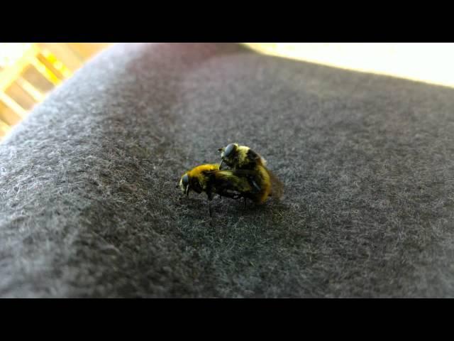 Bumblebees mating (actually Narcissus Fly, Merodon equestris)