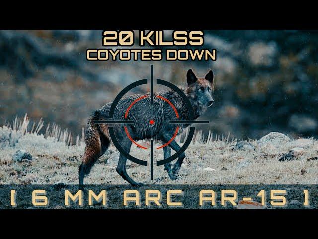 20 Kilss coyotes best of all time [ 6 mm arc ar-15 ]