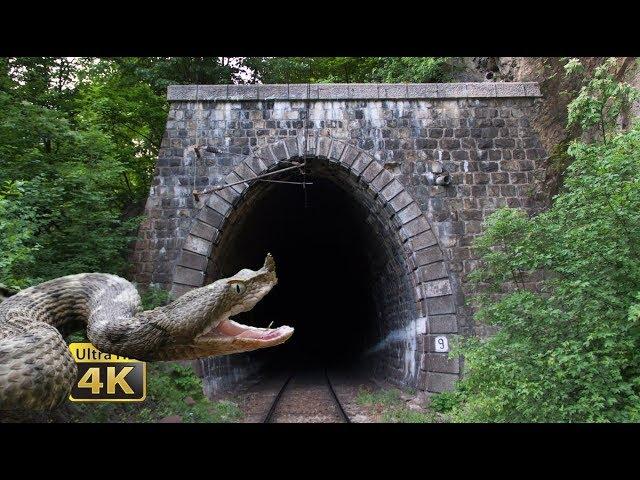 Rail traffic in Romania - Snakes, tunnels, bridges - National Park Jiului [4K]