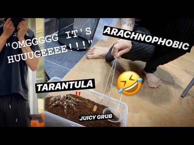 ARACHNOPHOBIC FEEDS my BIG TARANTULAS with FAT JUICY GRUBS !!!