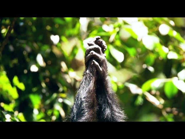 "Mating Machine": Chimps in Issa Valley, Tanzania