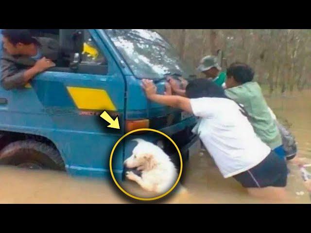 If it Wasn't for the Photo, No One Would Believe it  A Dog Helps to Push Out a Stuck Car