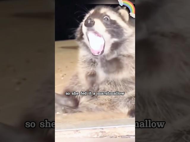 Even animals know that sincerity can move people#animal #raccoon #cute #shortvideo