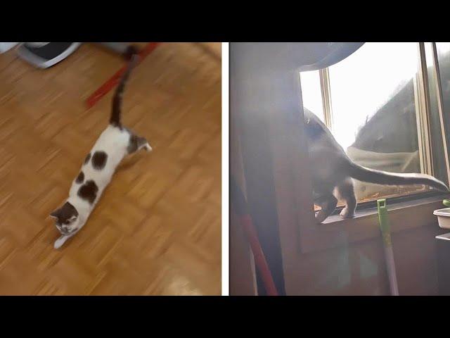 Houdini Kitten! Curious Cat Opens Window And Makes An Escape!