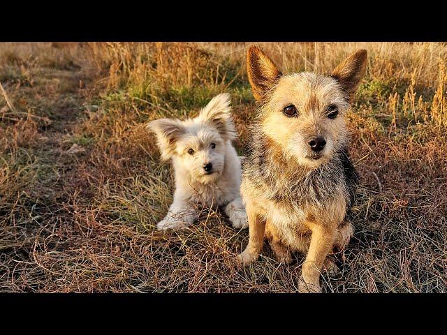 Sad Stray Pup can't Hold Emotions During Reunion with his Lost Mom