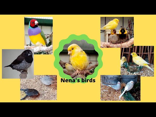 Bird aviary - Mixed aviary birds | Nena's birds