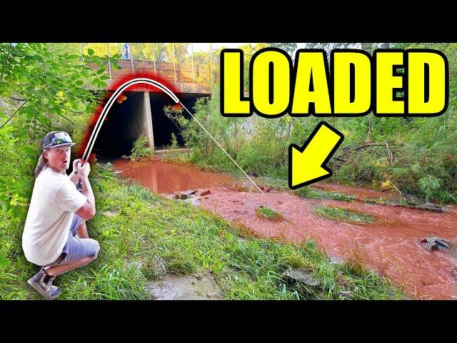 FLASH FLOOD Draws EVERY Fish to this City Spillway!