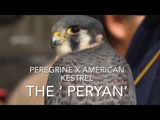 FALCONRY: the Peregrine x American Kestrel hybrid!