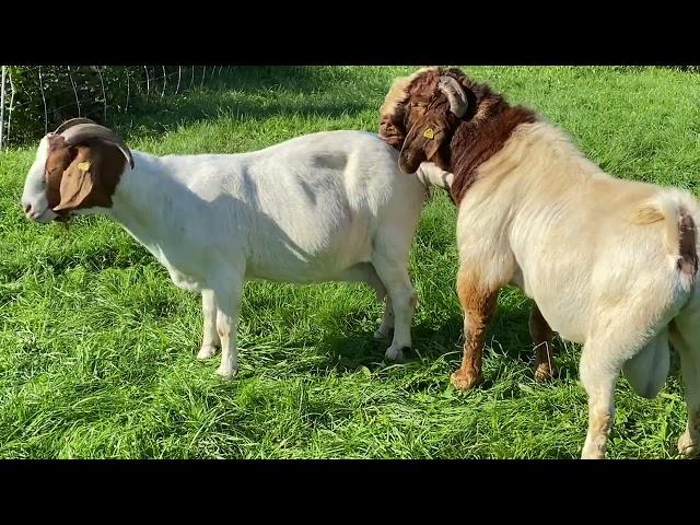 Boer Goats Mating