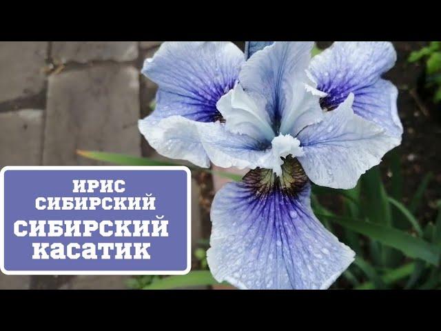 Ирис Сибирский или касатик сибирский