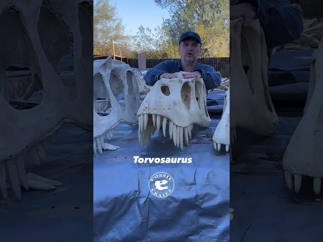 Unleashing The Giants Of Morrison: Saurophaganax vs Torvosaurus vs Allosaurus Skull Comparison