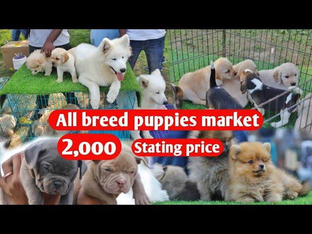 All breed puppies market with phone number and details || Rs 2000 starting price||