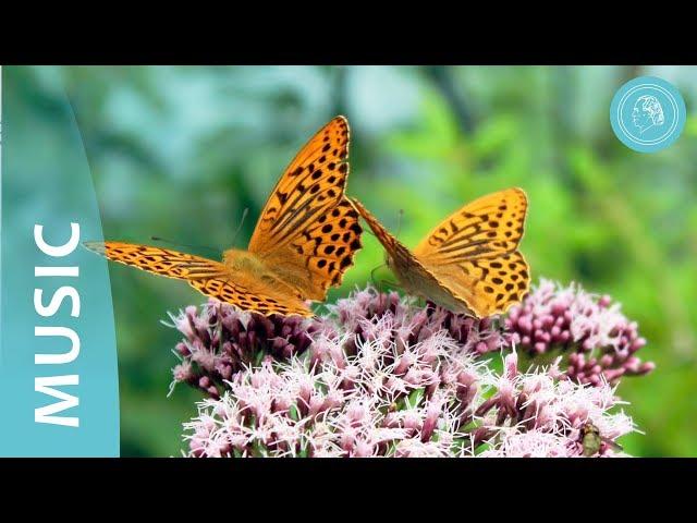 Dance of the Butterfly - Meditation Music and Nature Photos - by Bruno Gröning Friends