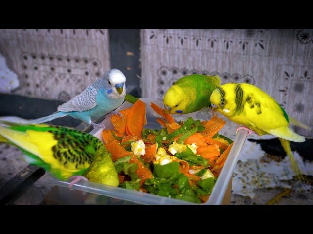 Budgerigar sounds indoors singing and eating for 1 Hour