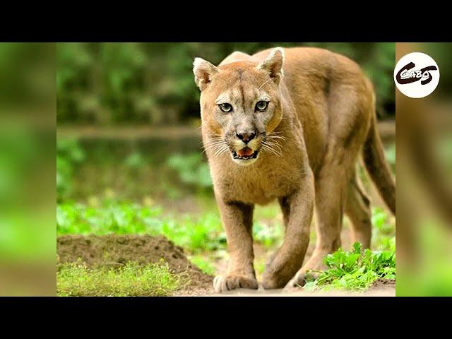 Dogo Argentino Vs Puma, el Rey de la cacería