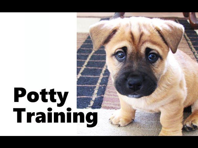 How To Potty Train A Bullmastiff Puppy - Bullmastiff House Training Tips - Bullmastiff Puppies