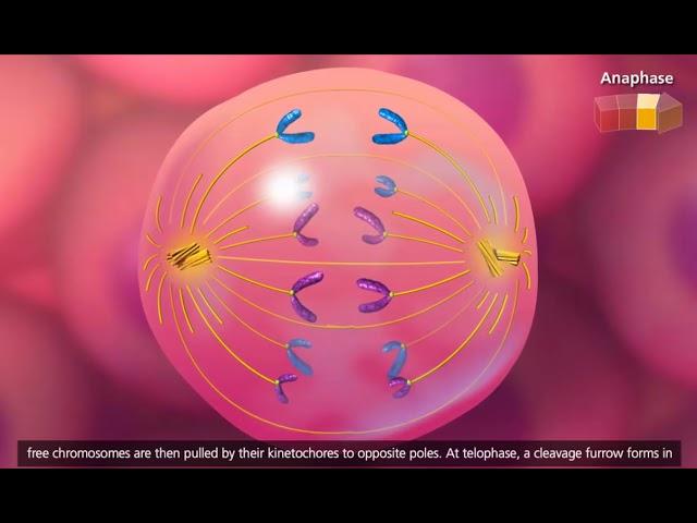 Cell Cycle and Mitosis 3D Animation