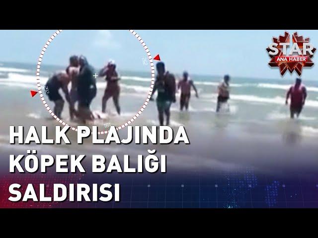 Halk Plajında Köpek Balığı Saldırısı | Star Ana Haber