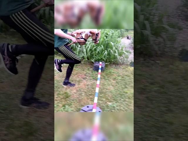 I'm going to remake this video someday  #hobbyhorse #hobbyhorsing #hh #sport #therian #horses