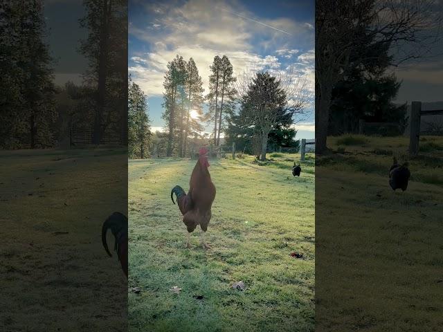 Reliable Rooster #farm #poules #viral #cute #petchickens #funnyanimal #animalesdelagranja