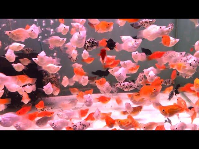 20 most beautiful aquarium fish are easy to keep for beginner #2