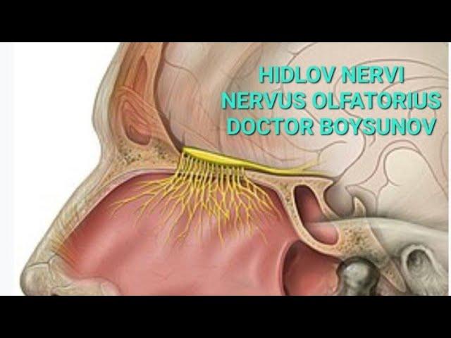 HIDLOV NERVI // N. OLFACTORIUS // DOCTOR BOYSUNOV.