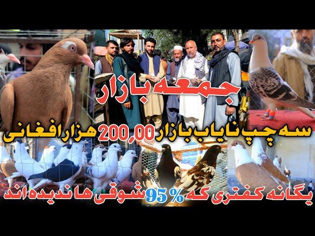 زرد قلاغ،کفتری که % 95 شوقی ها ندیده اند|جمعه بازار|خرید و فروش سه کفتر چپ 200.00 هزار افغانی|آسمایی