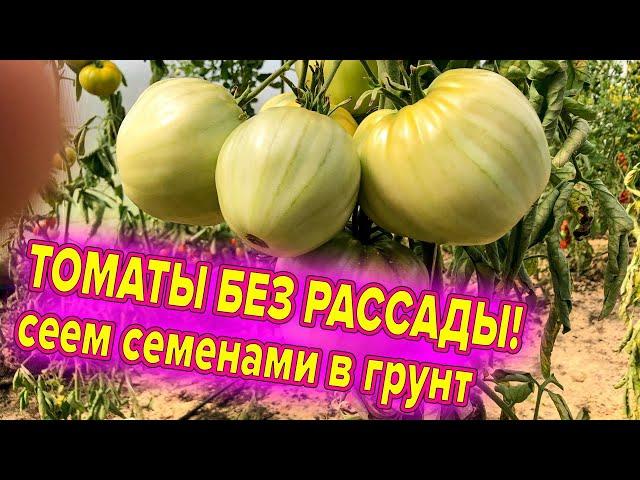 ТОМАТЫ БЕЗ РАССАДЫ! ТОП СОРТОВ ДЛЯ ПОСЕВА СРАЗУ В ГРУНТ