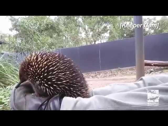 Echidna sneezing