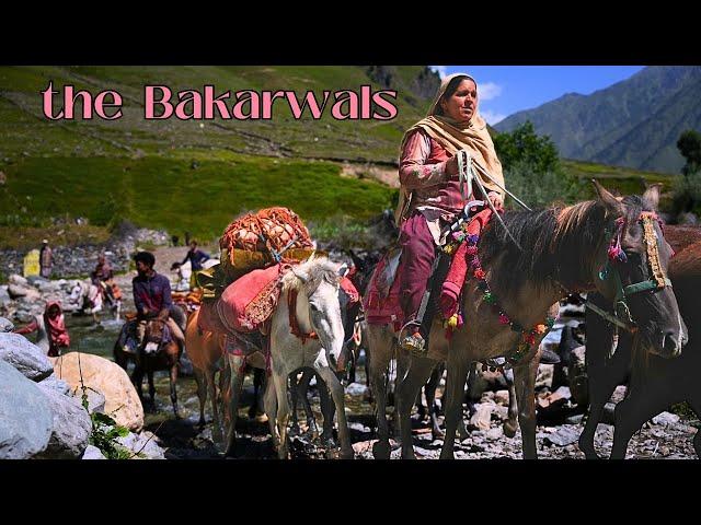 The Bakarwals of Jammu & Kashmir | Life of Bakarwals | Tribes of Himalayas | Unseen Jammu Kashmir