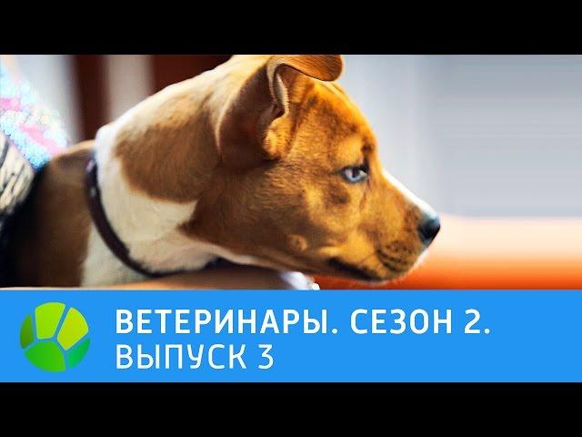 Ветеринары.  Хаски, крокодиловый варан, лисица-фенек. 2 сезон | Живая Планета