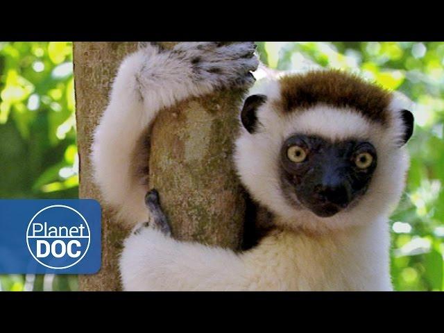 Madagascar. The Children of Lemuria (Full Documentary)