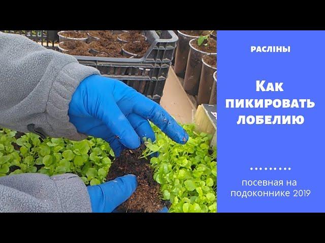 Как пикировать лобелию