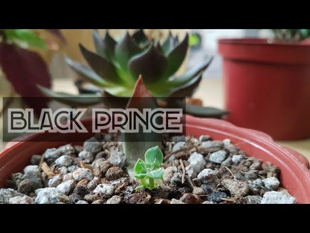 How to propagate Black Prince Succulent from leaves?