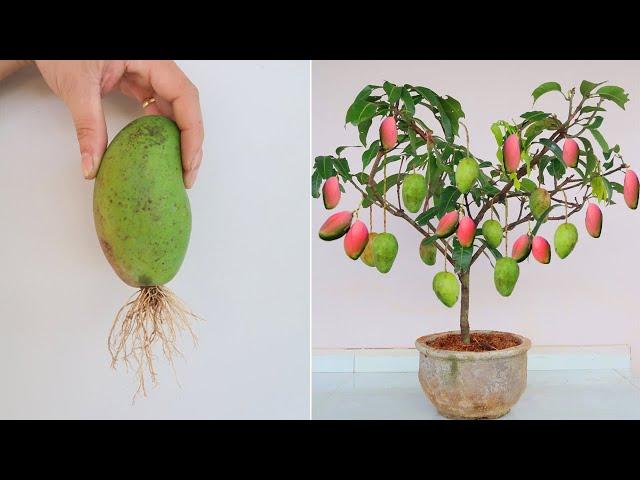 How to grow Mango from Mango Fruit for beginners