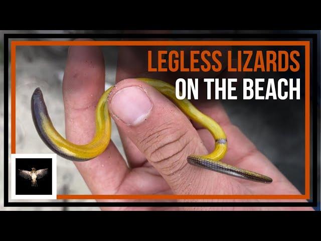 Looking for Legless Lizards on the Beach + a Few Snakes