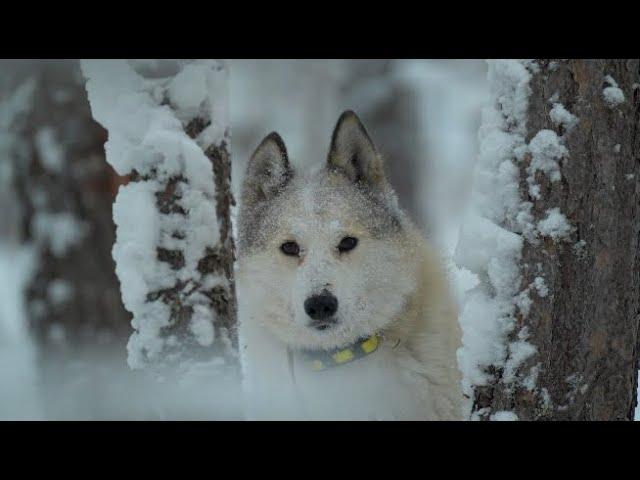 Зимняя охота с лайками на соболя , лося . Wintering on sable, moose!