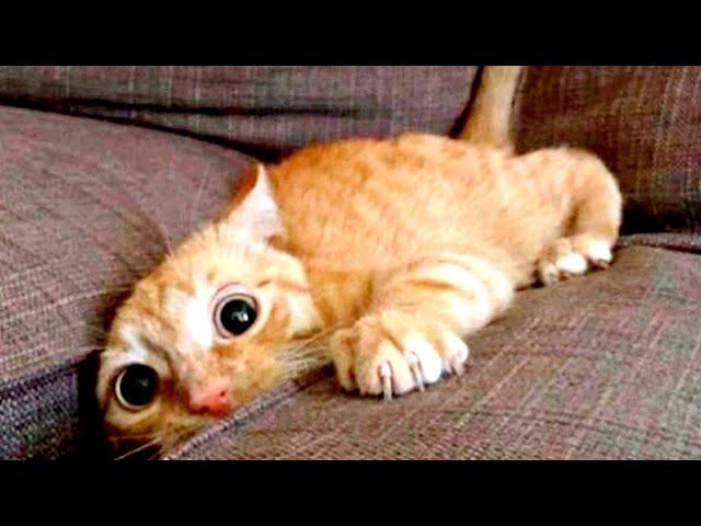 TOP 5 funny cat's