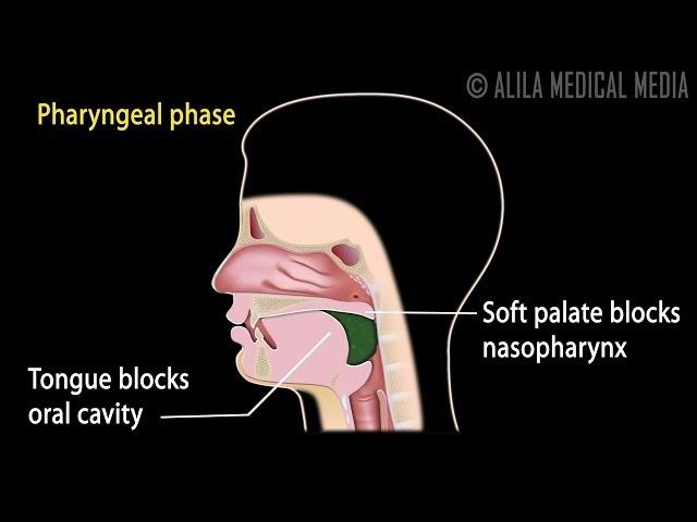 Swallowing Reflex, Phases and Overview of Neural Control, Animation.