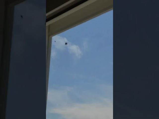 Spider chases & catches fly