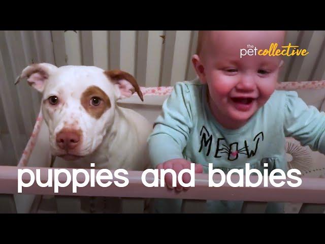 Adorable Puppies & Babies