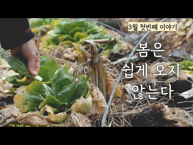 [First of March] When the snow melts, spread compost on the field / Kimchi Stew / First Sowing