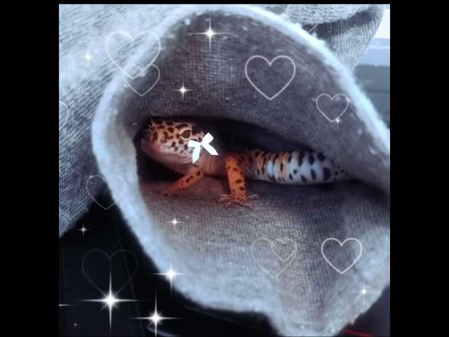 ️Cutest Gecko Edit️