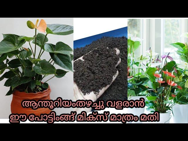 What is the Best Potting Mix for Anthurium? Anthurium Care Tips/#DHANYAORCHIDS