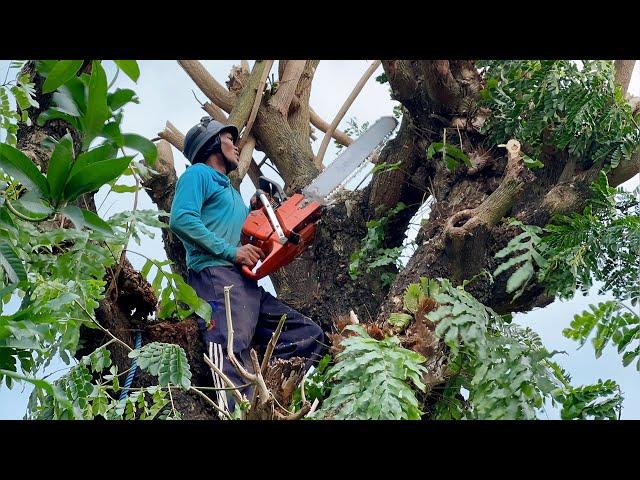 Impressive... Felling of 2 old and expensive trembesi trees ‼️