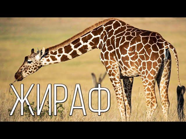 GIRAFFE: Tallest animal on planet Earth | Interesting facts about giraffes and animals in Africa